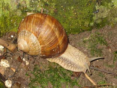 Snail Helix