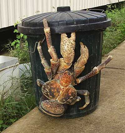 Check out this massive crab – The Ventilator