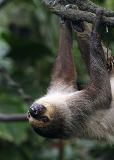 Amazonian Sloth
