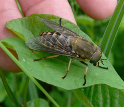 Largest Fly