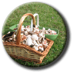 Basket of field mushrooms (not stolen!)