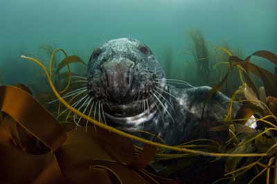 © All rights reserved Alex Mustard, BWPA, Grey seal