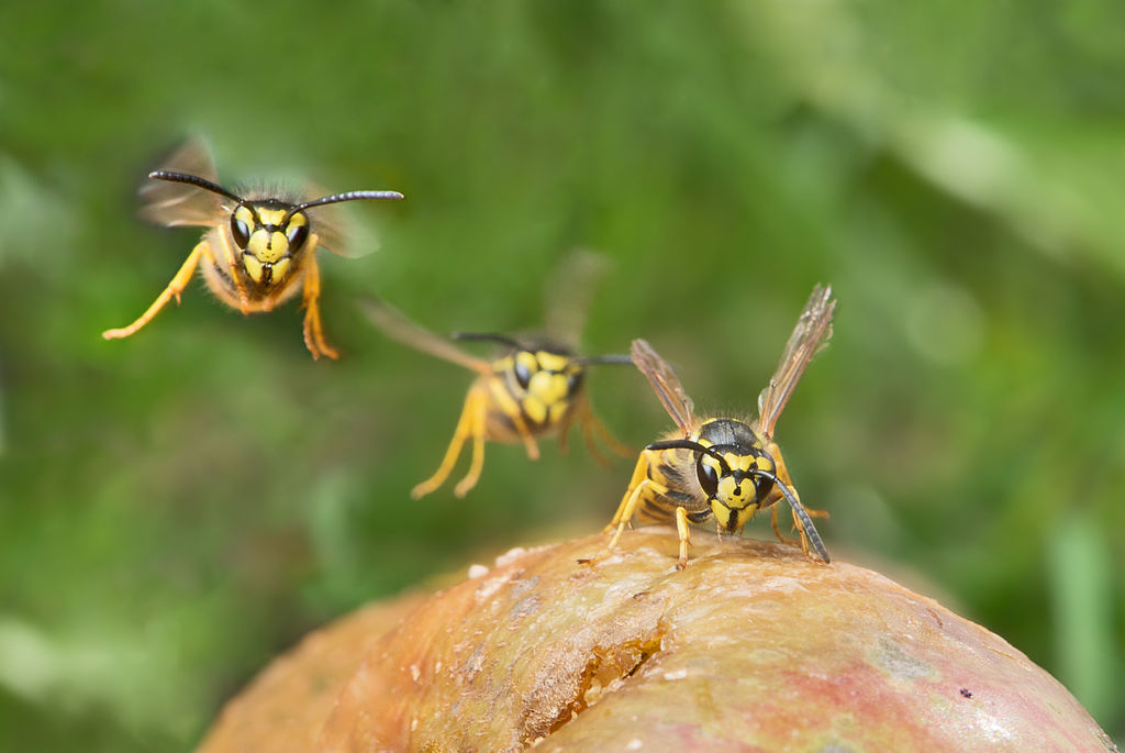 https://commons.wikimedia.org/wiki/File:AD2009Sep09_Vespula_germanica_05.jpg