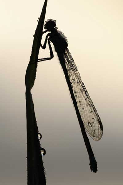 © all rights reserved Ross Hoddinot, BWPA, Damselfly silhouette