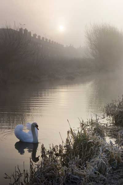 © All rights reserved Noel Bennett, BWPA, Tranquillity, mute swan on canal