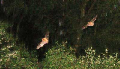 Two bats in Cumbria