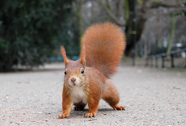 Red Squirrel. Photograph by Ray eye