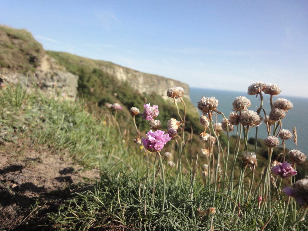 Isle of Wight landscape