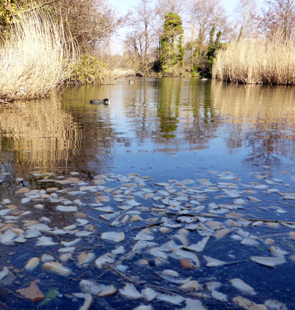 Bread in Langstone Millpond