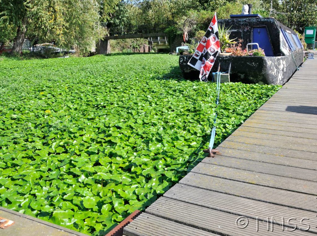 Floating Pennywort (c) GB Non-native Species Secretariat