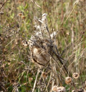 Argiope eggsac