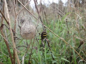 Argiope building eggsac