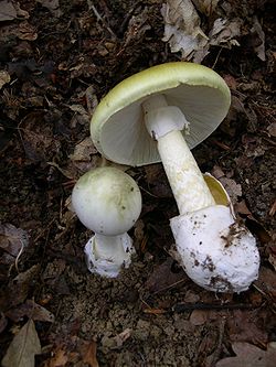 Amanita phalloides © Archenzo