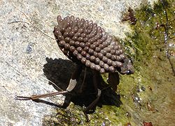 Male giant water bug and eggs © NoiseCollusion