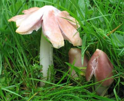 Pink waxcaps