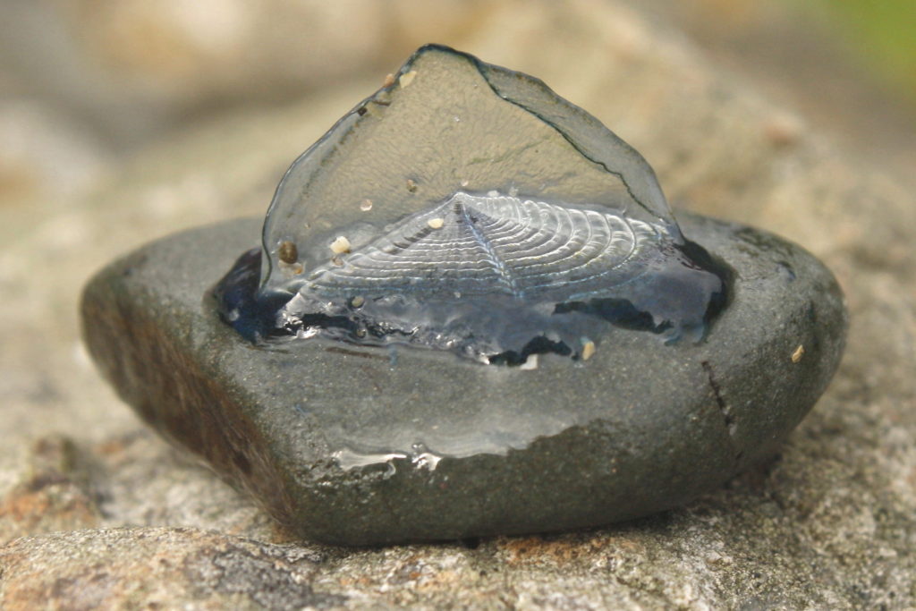 Velella velella in Scotland, (c) Jillyspoon