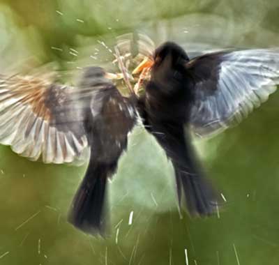 © All rights reserved David Slater, BWPA, Blackbirds fighting