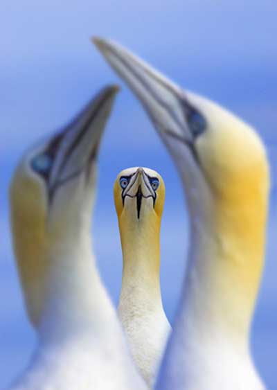 © all rights reserved Ben Hall, BWPA, Gannets