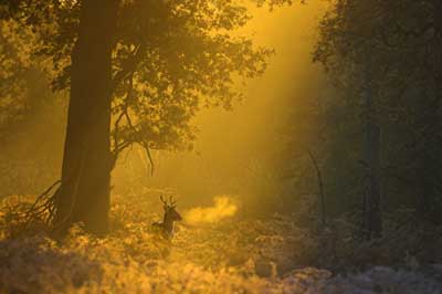 © all rights reserved Ben Hall, BWPA, Fallow buck at dawn