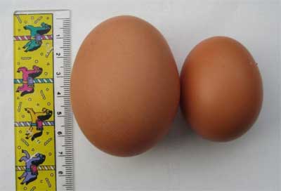 7cm egg