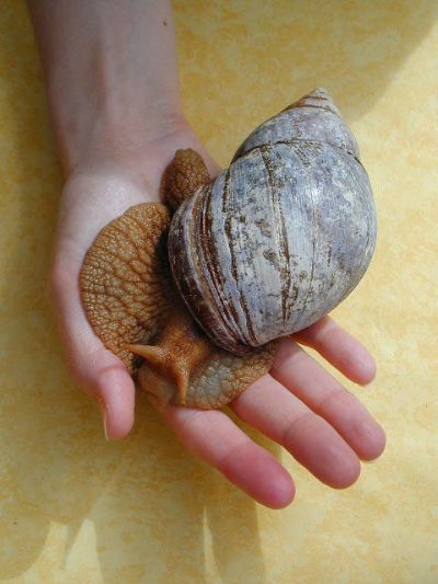 Achatina achatina