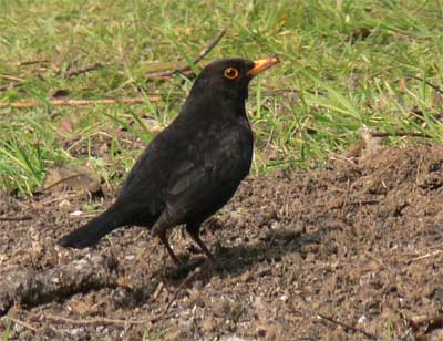 Blackbird © Cat James