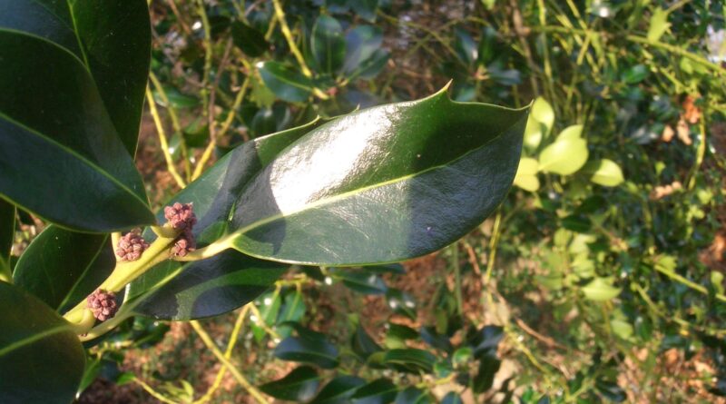 Holly leaf