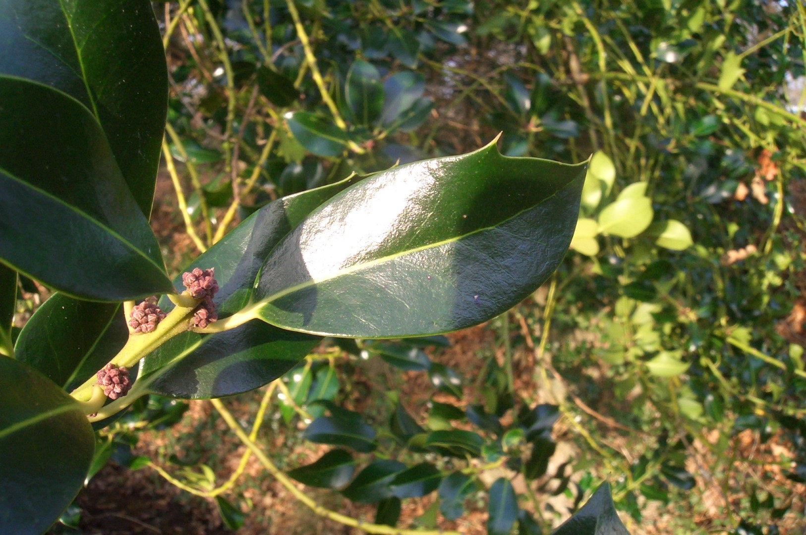 Holly leaf