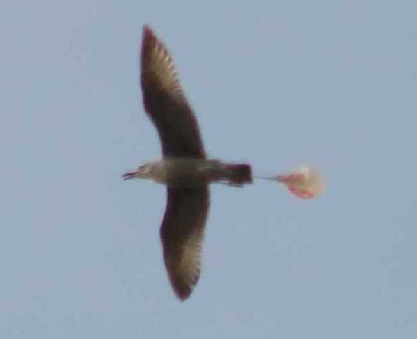 Seagull with plastic bag