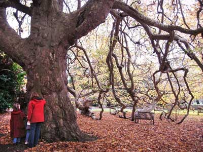 Emmanuel plane tree