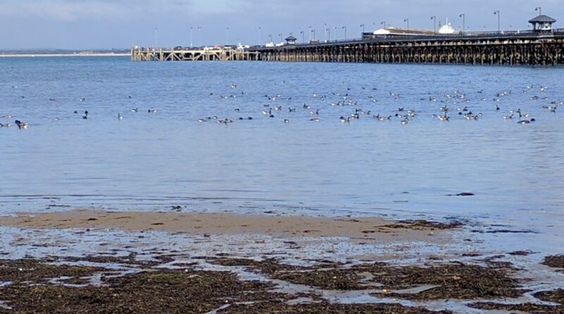 Brent geese at Ryde, October 2016