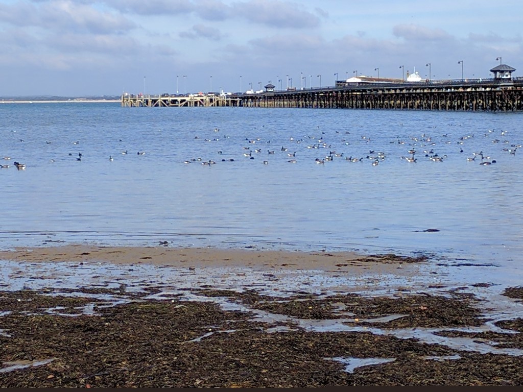 Brent geese at Ryde, October 2016