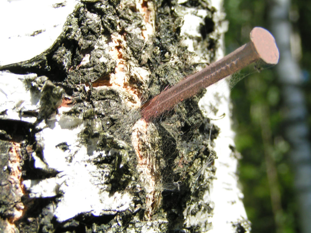 A nail in a tree.