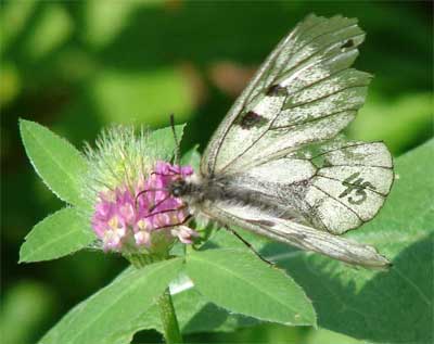 Parnassius apollo in Pieniny National Park, Poland © David larkin