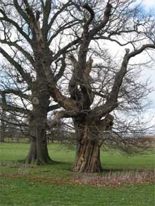 Old sweet chestnut