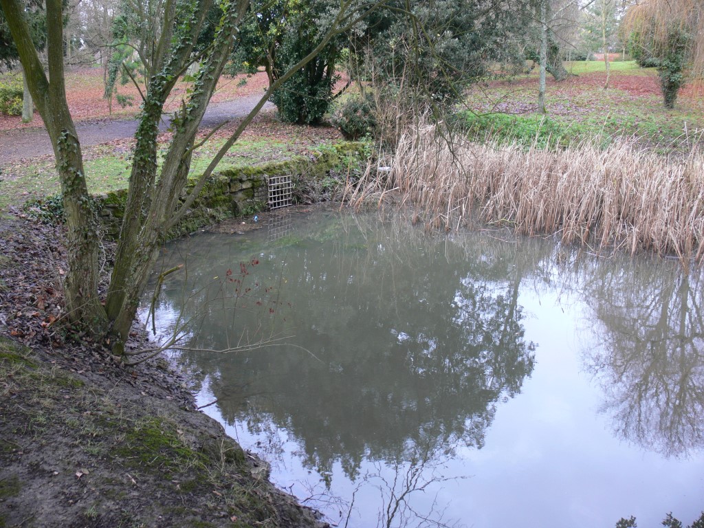 Pond at Medina Arboretum