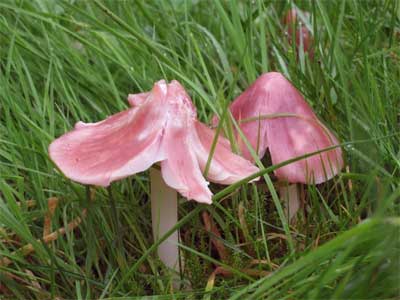 Pink waxcap