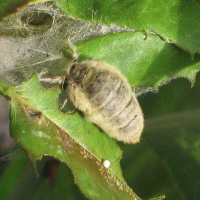 female Vapourer moth