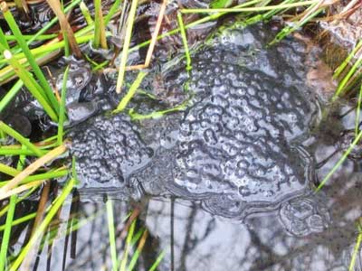 Weds frogspawn