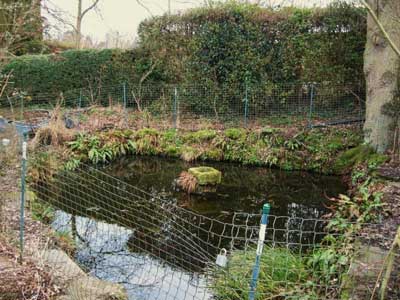 The wildlife pond, 2010