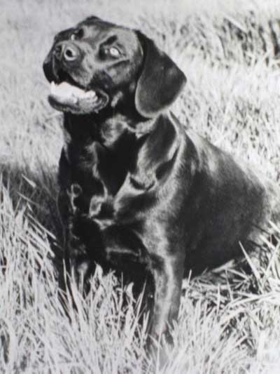 Winnie: gamekeeper-trained gundog c. 1971