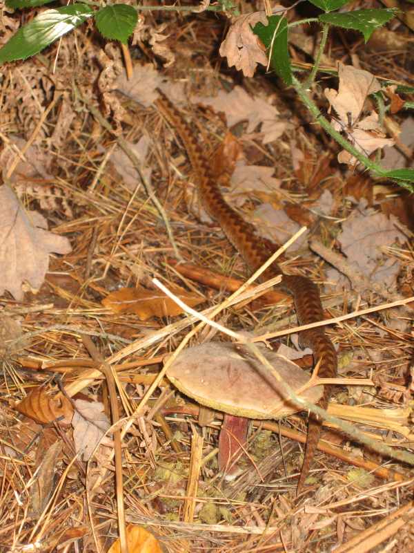 Adder and mushroom