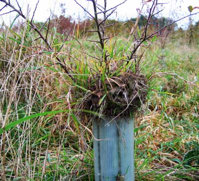 Ants nest in tree guard