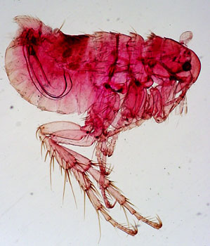 Archaeopsylla erinacei, the hedgehog flea