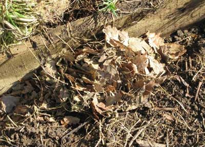 Field mouse nest