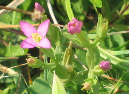 Centaury