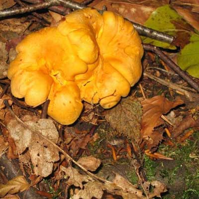 Chanterelle