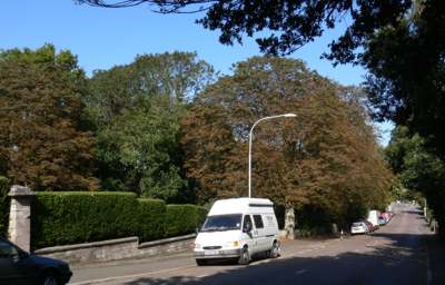 Horse chestnuts, Ryde, Isle of Wight