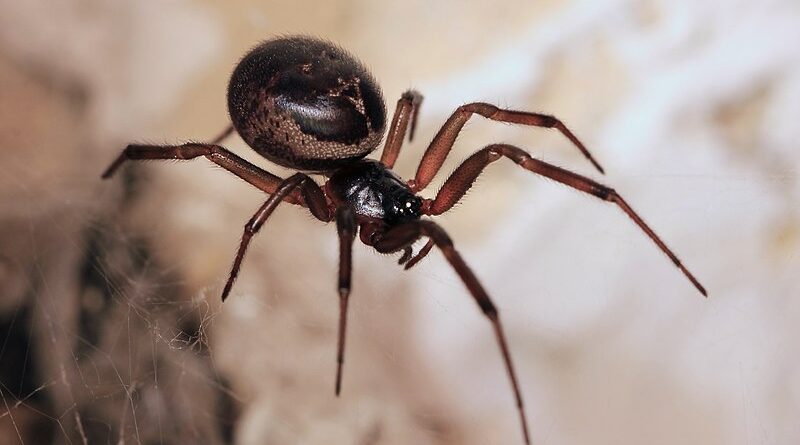 Steatoda nobilis by Stu's Images