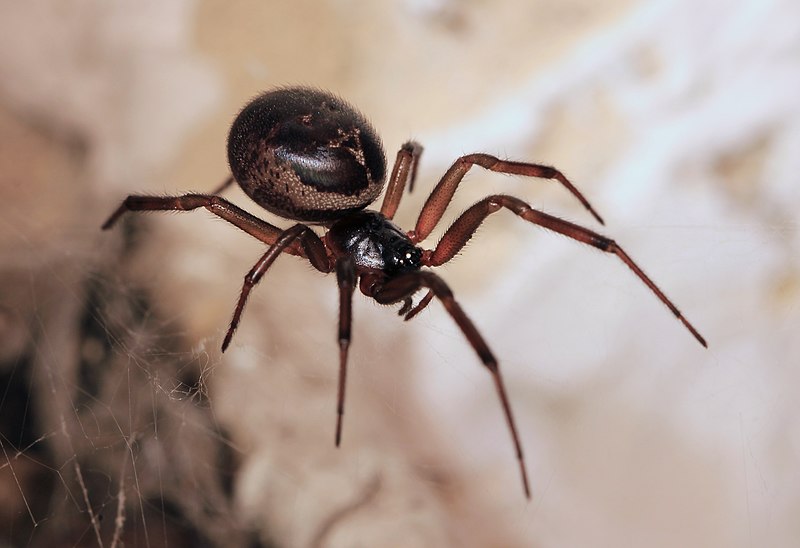 Steatoda nobilis by Stu's Images